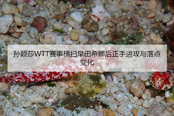 孙颖莎WTT赛事横扫早田希娜后正手进攻与落点变化